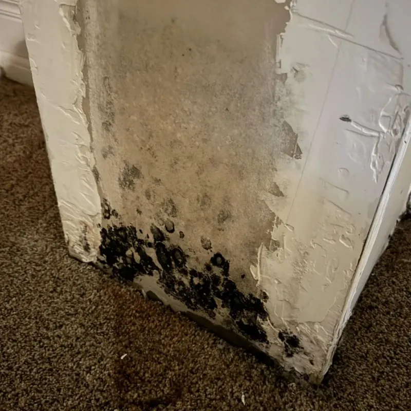 Professional Mold Removal in Washington County, IN